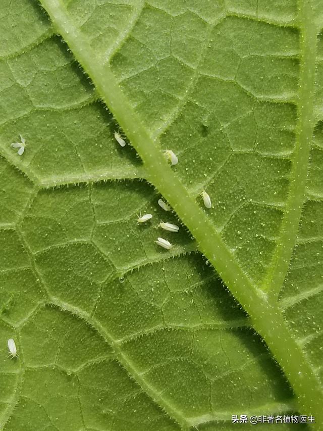 花叶子背面白色小飞虱怎么能杀死？