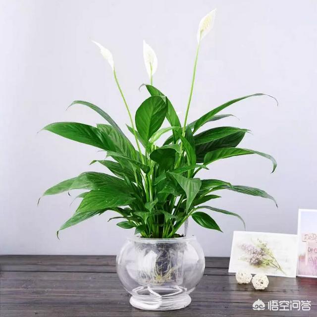 盆栽植物绿巨人，该如何种植与管理？