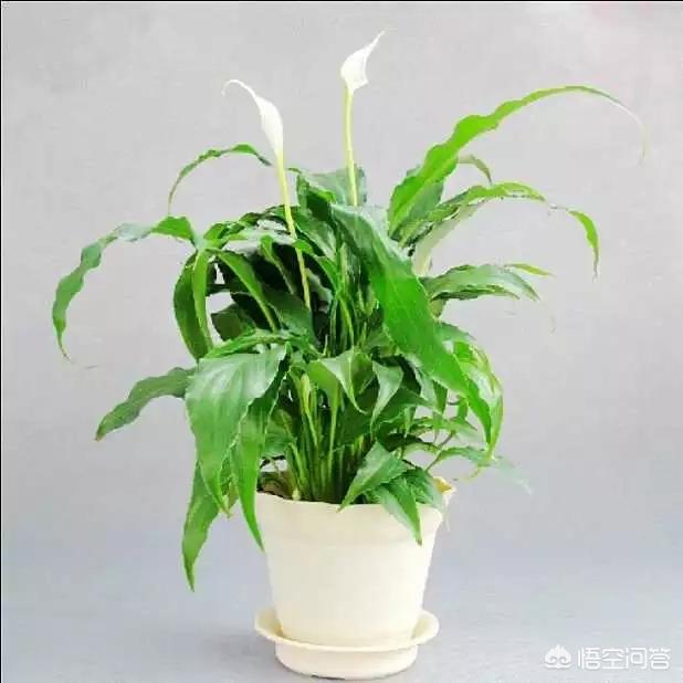 盆栽植物绿巨人，该如何种植与管理？