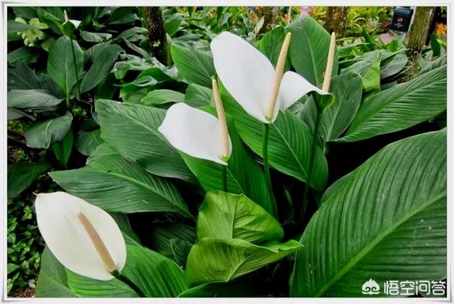 盆栽植物绿巨人，该如何种植与管理？