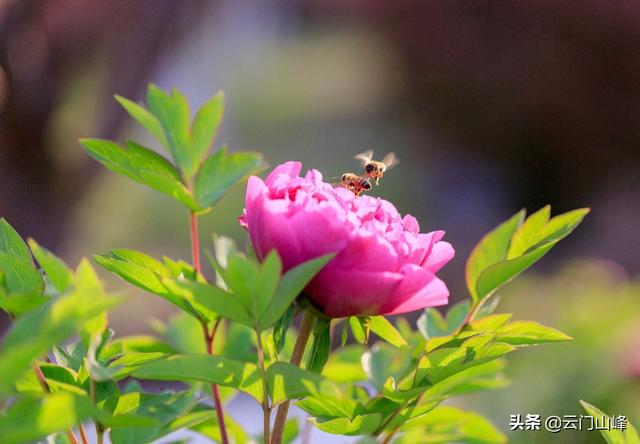 怎样拍摄花卉美好，夺目？