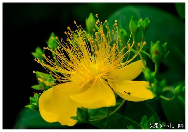 怎样拍摄花卉美好，夺目？