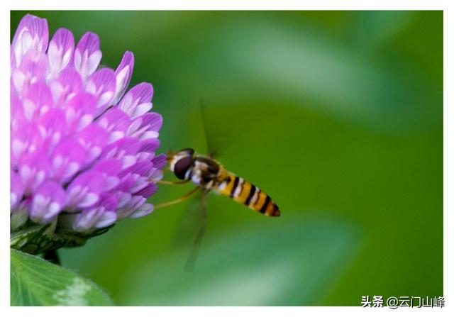 怎样拍摄花卉美好，夺目？