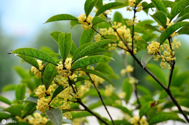 桂花树如何种植？桂花树家庭盆栽养法有哪些？