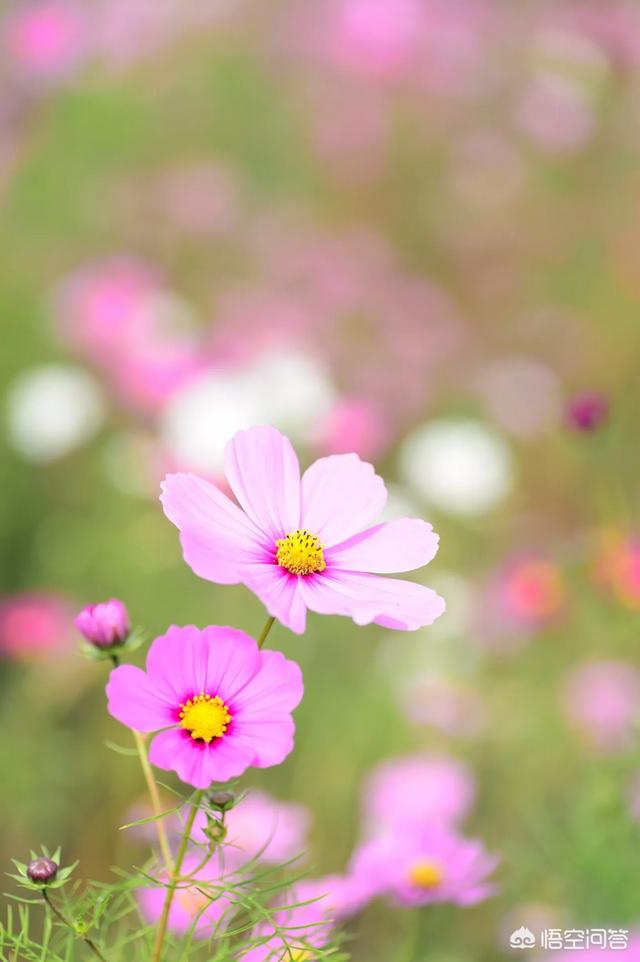 小区里的绿植开花了……怎么拍照片才好看呢？