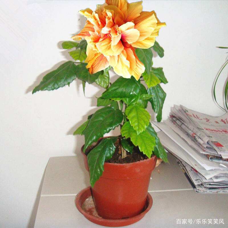 木本花怎么栽活？