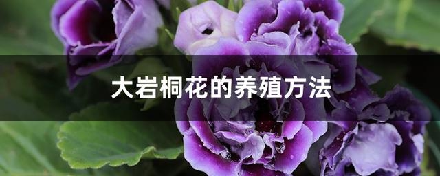 艳桐养殖方法？