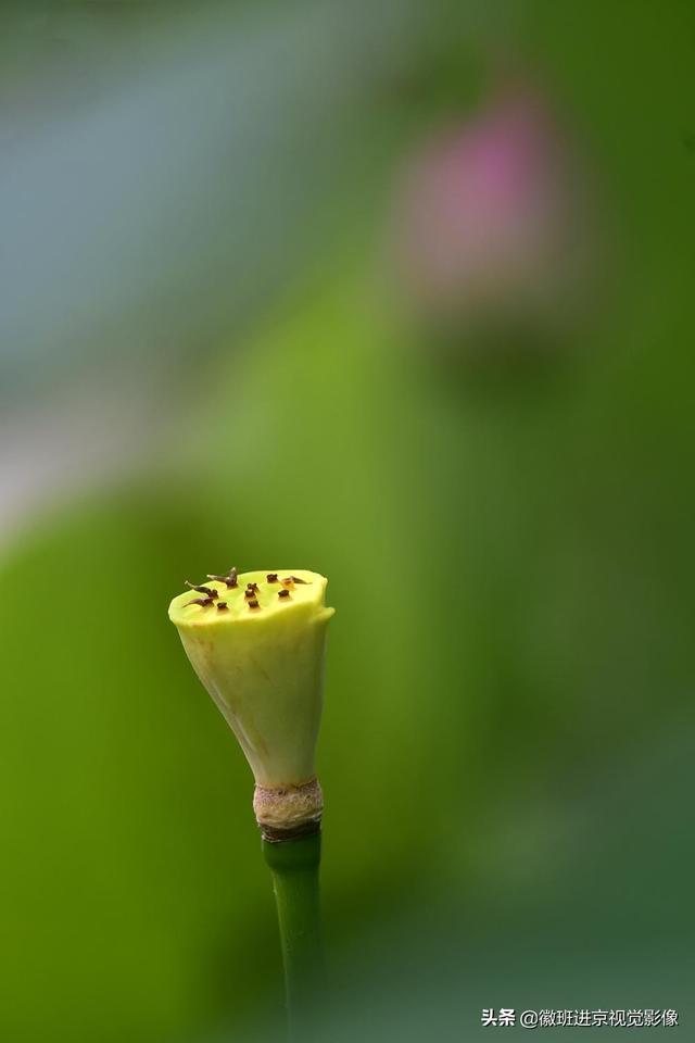 拍摄荷花，通常使用多大的光圈？