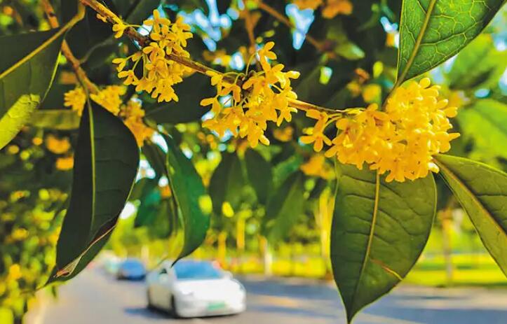 北方桂花露天越冬(桂花室外过冬)