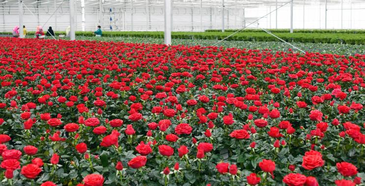 如何养植玫瑰花？