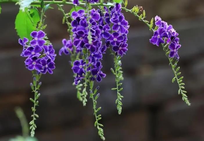 百合花的雄蕊类型 花冠类型 花程式 花序类型