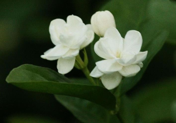 水养百合花放盐还是糖？