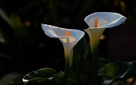 马蹄莲的花语和寓意