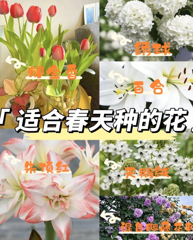 6种适合春天在家里种的花