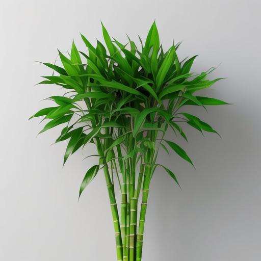 水培转运竹的养殖方法和注意事项 转运竹的养殖方法与注意事项