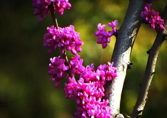 紫荆花树种特点 紫荆树的特点