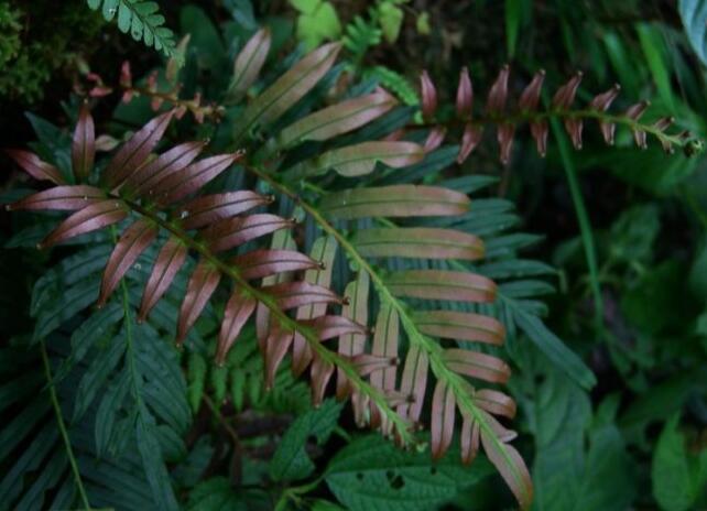 常见蕨类植物图片 蕨类植物大全