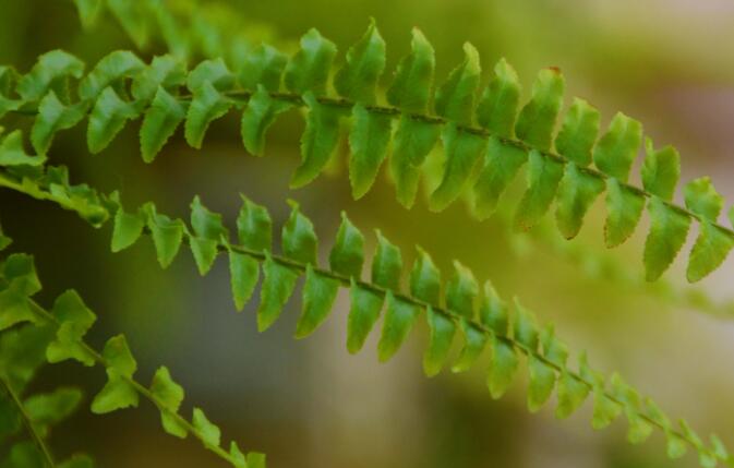 常见蕨类植物图片 蕨类植物大全